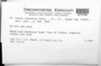 Urnula craterium image